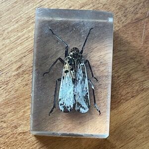 Real Alderfly Bug Lucite Resin Preserved Paperweight Oddity Insect Entomology